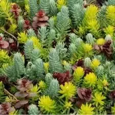 Sedum – Flaming Carpet Catawba