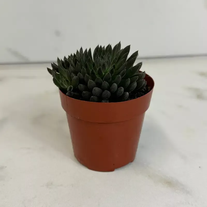 Sedum Indicum var. Yunnanense Succulent, 2″ Plant