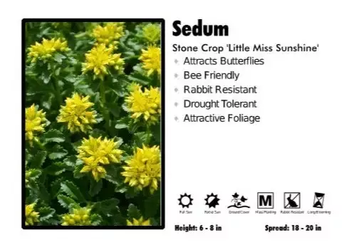 Sedum ‘Little Miss Sunshine’ Stonecrop