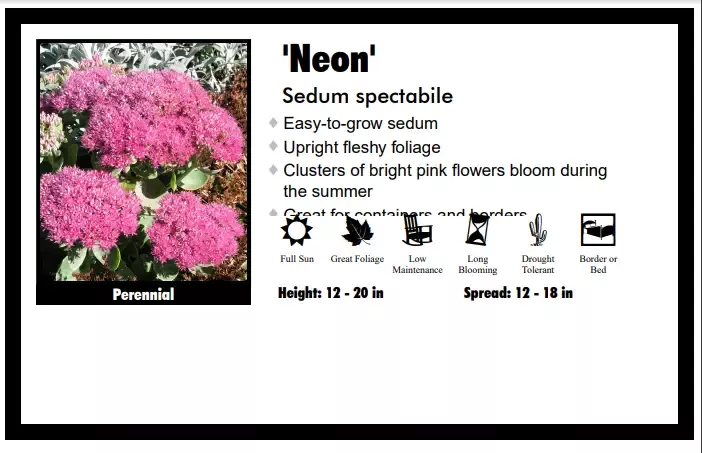 Sedum ‘Neon’ Stonecrop