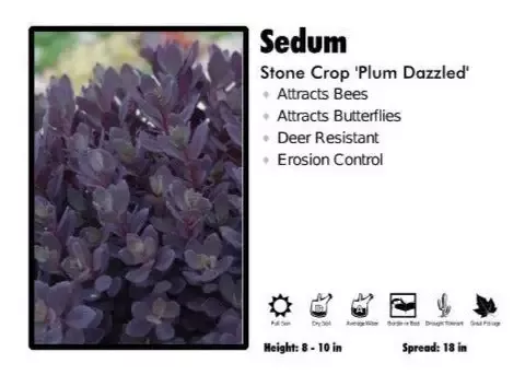 Sedum ‘Plum Dazzled’ Stone Crop