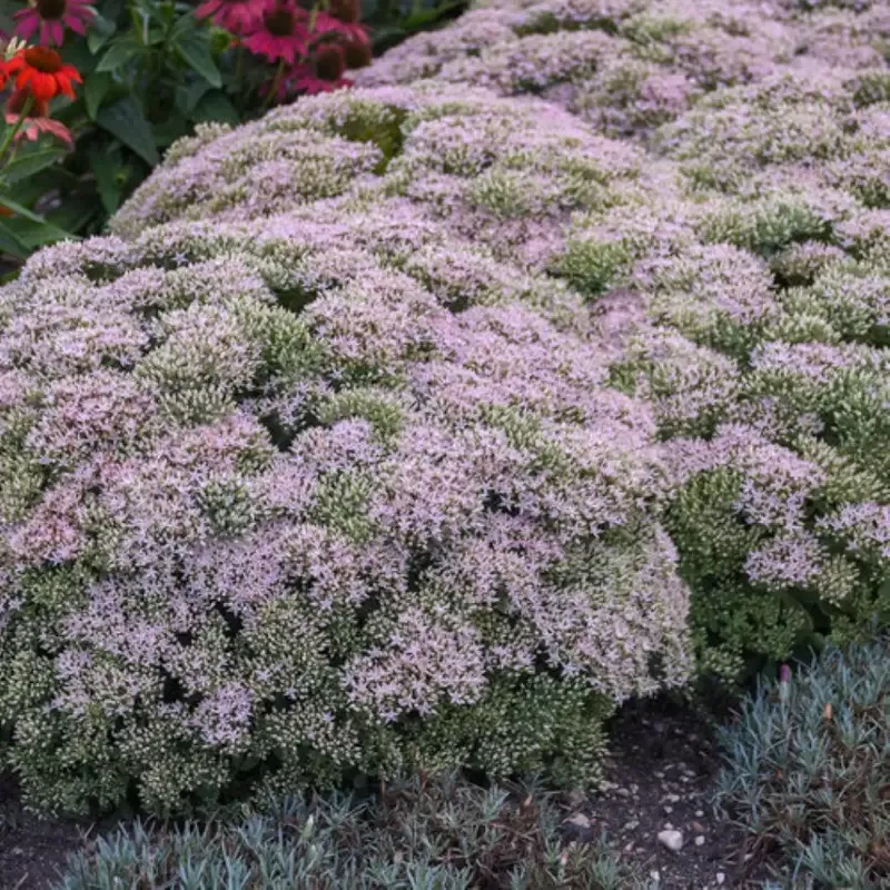 Sedum, Pure Joy