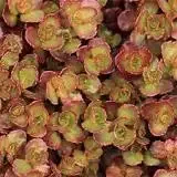 Sedum ‘Rhubarb’ Stonecrop