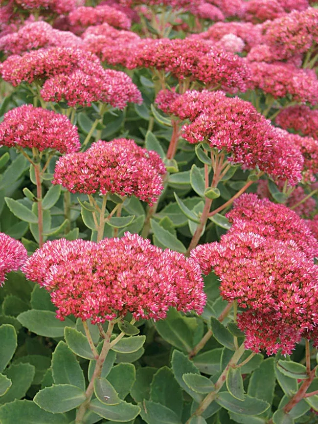 Sedum s. 'Autumn Fire'