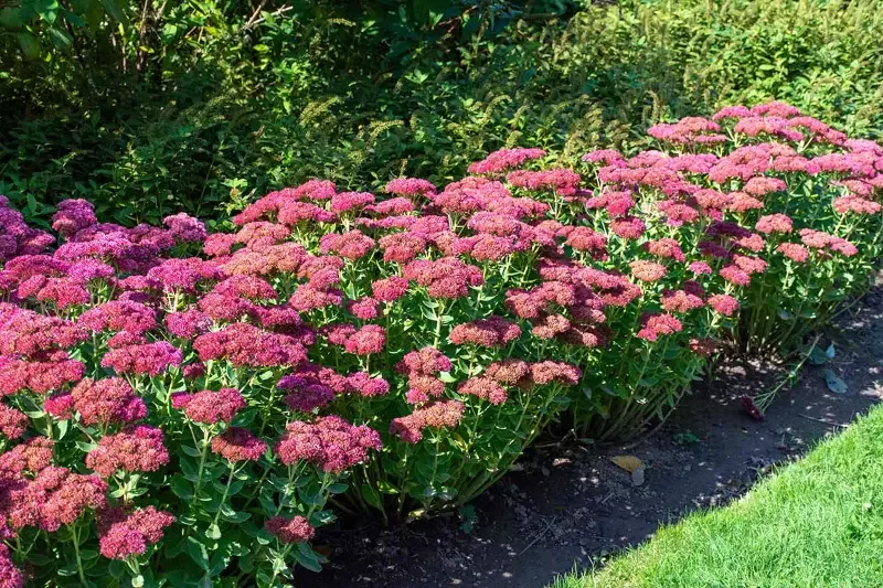 Sedum ‘Semboldii’ Stonecrop