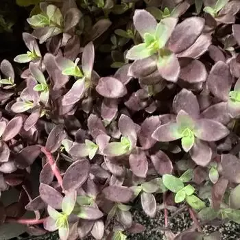 Sedum ‘Sunsparkler Firecracker’ Stonecrop