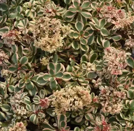 Sedum ‘What a Doozie’ Stonecrop
