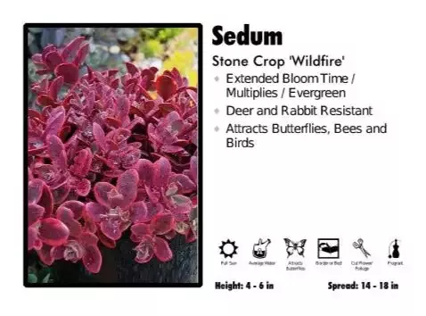 Sedum ‘Wildfire’ Stone Crop