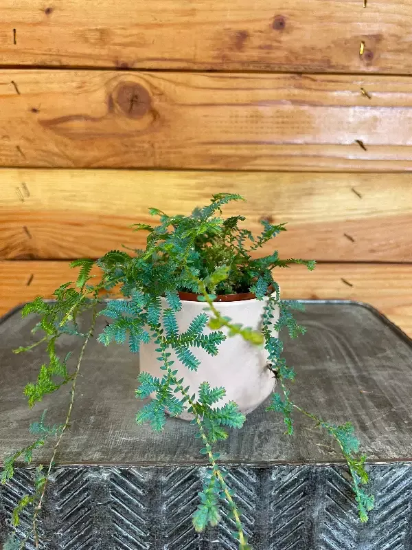Selaginella Fern Peacock, 2″ Plant