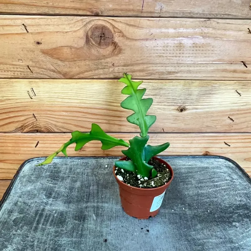 Selenicereus Anthonyanus Fishbone Cactus, 2″ Plant