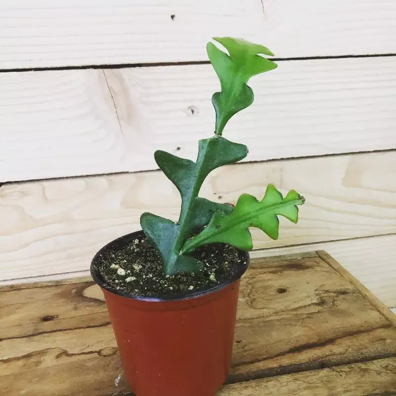 Selenicereus Anthonyanus Fishbone Cactus, 4″ Plant