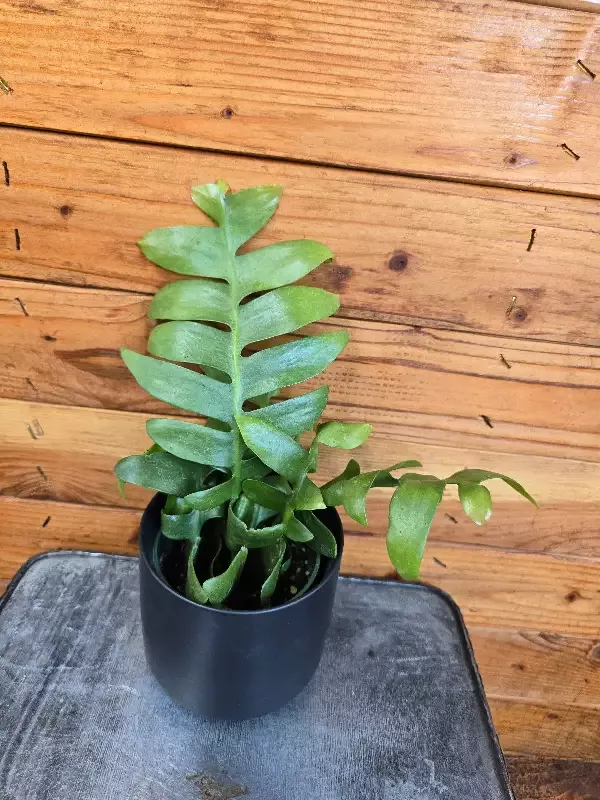 Selenicereus chrysocardium Fernleaf Cactus, 4″ Plant