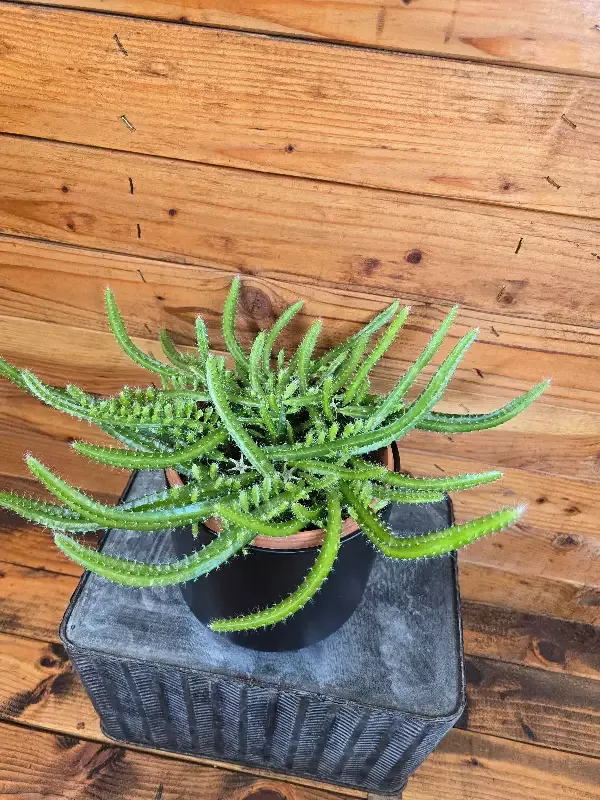 Selenicereus Dog Tail Cactus, 6″ Plant