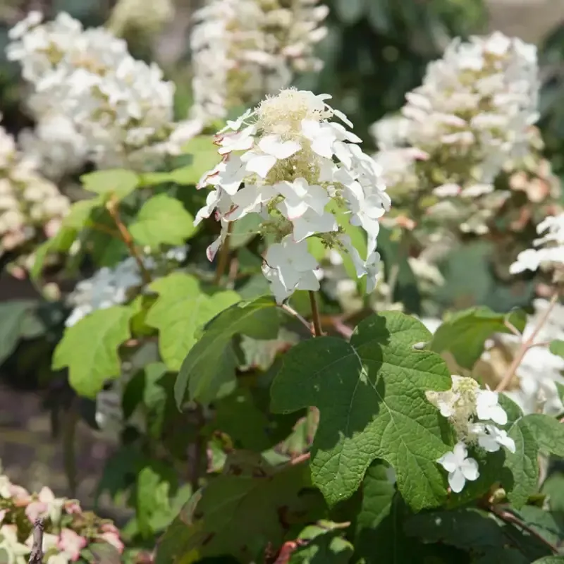 Semmes Beauty’ Oakleaf Hydrangea