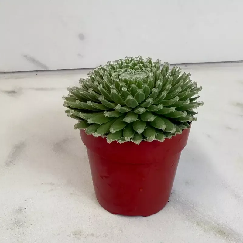 Sempervivum Summer Frost Succulent, 2″ Plant