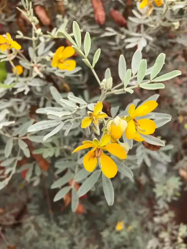 Senna aretemisioides ssp. sturtii