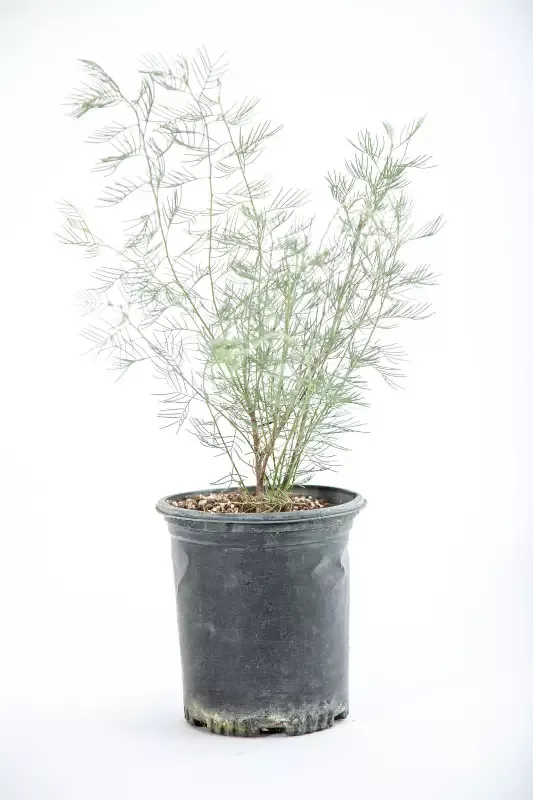 Senna artemisioides – Feathery Cassia
