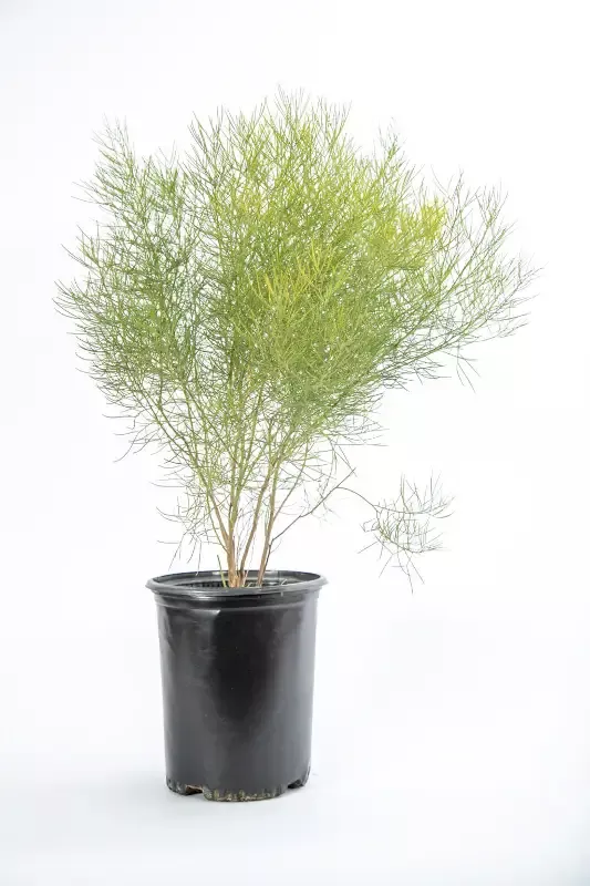 Senna artemisioides ssp. filifolia – Threadleaf Cassia