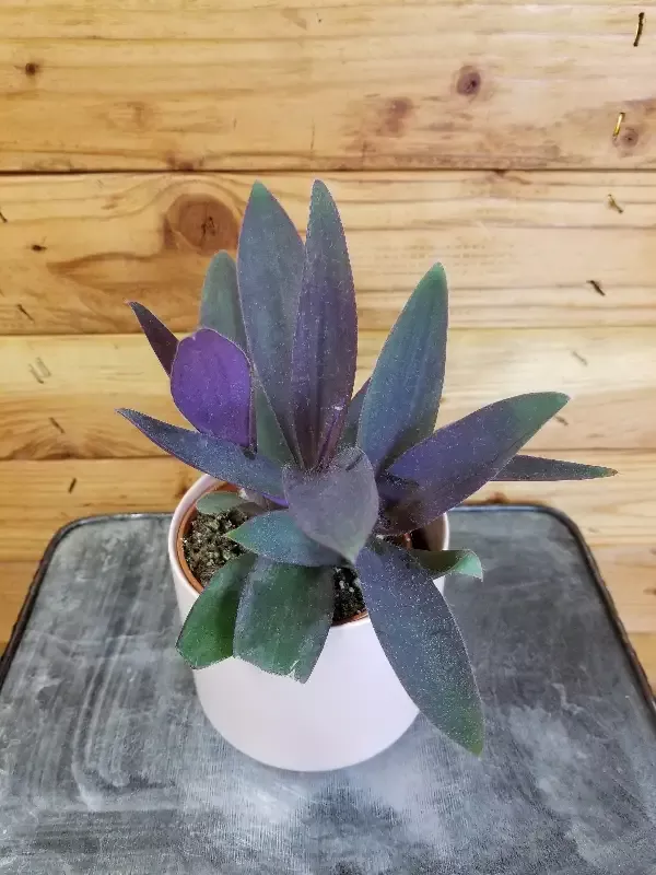 Setcreasea Purple Heart, 4″ Plant