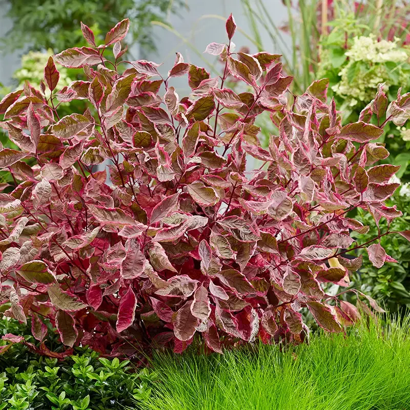 Sgt. Pepper™ Dogwood (Cornus)