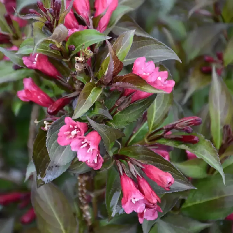 Shining Sensation Weigela