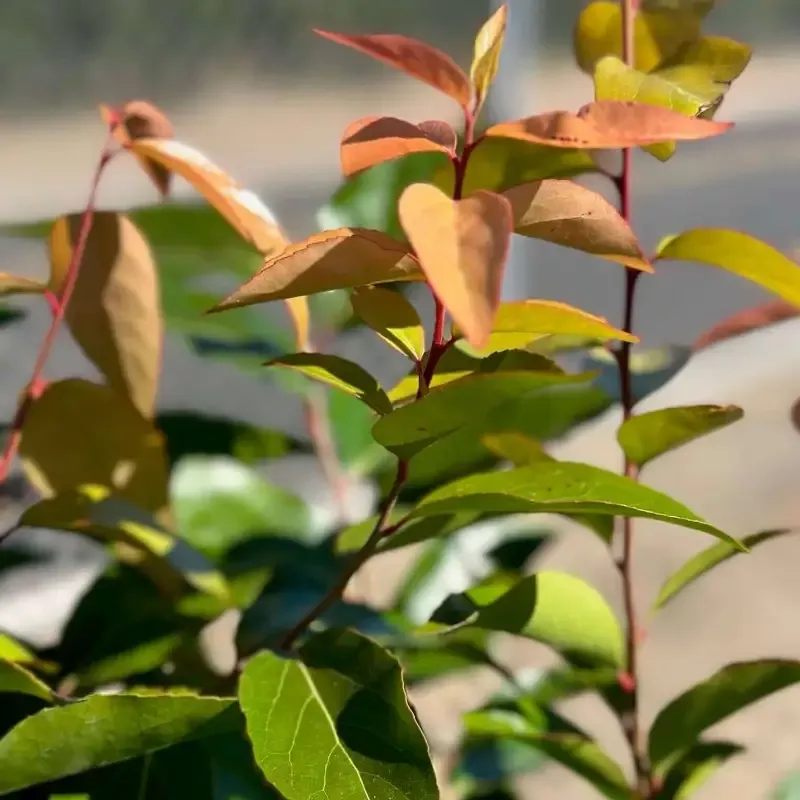 Shiny Xylosma