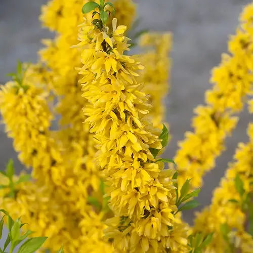 Show Off™ Forsythia