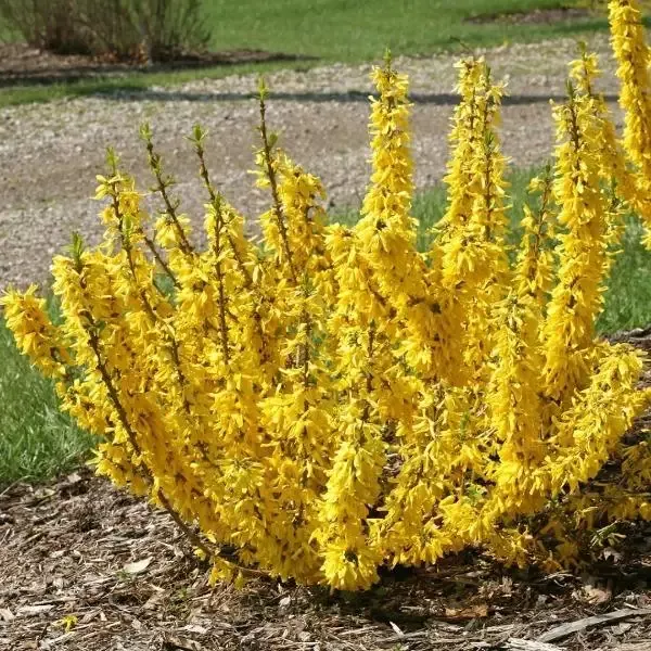 Show Off™ Sugar Baby™ Forsythia