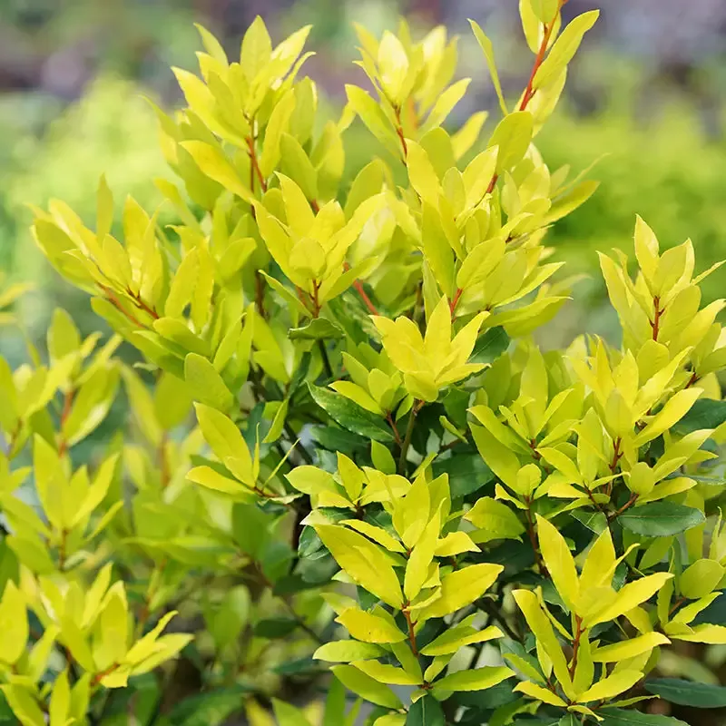 Sicilian Sunshine™ Bay Laurel