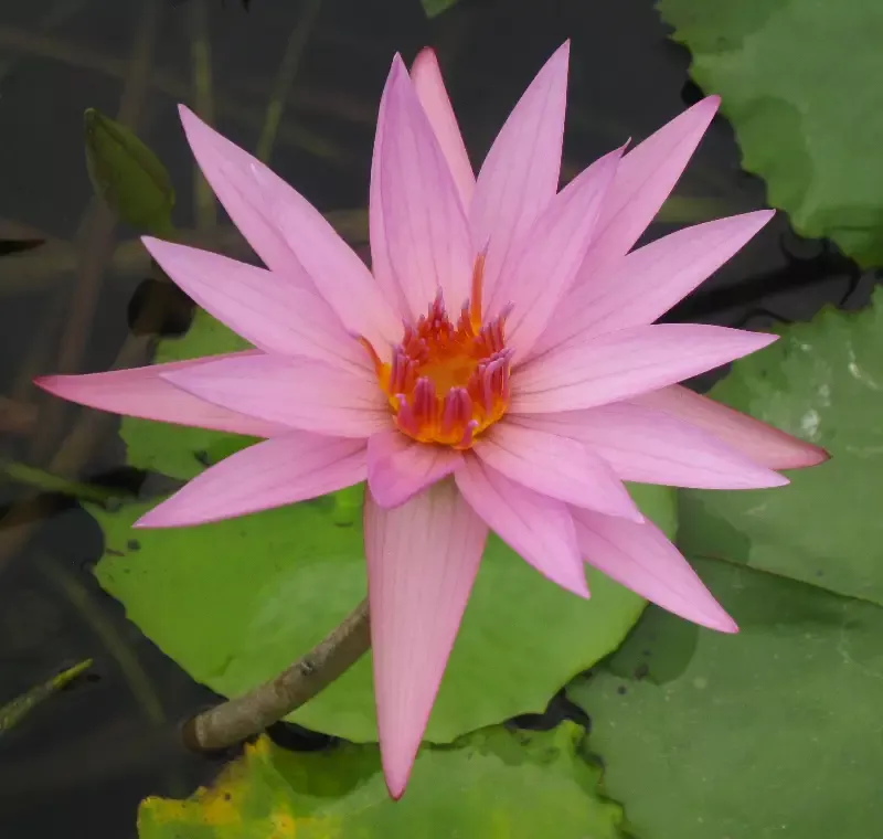 A. Siebert – Day Blooming Tropical Lily