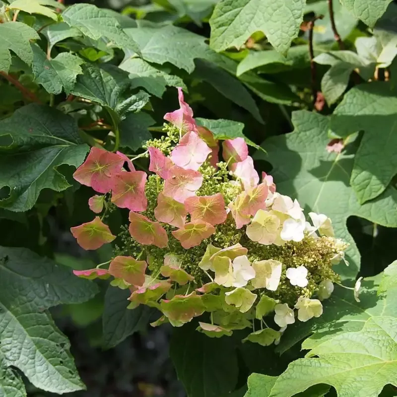 Sikes Dwarf Oakleaf Hydrangea