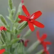 Silene regia Royal Catchfly