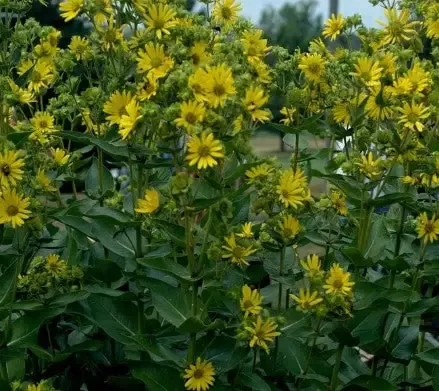 Silphium Integrifolium (Rosin Weed)