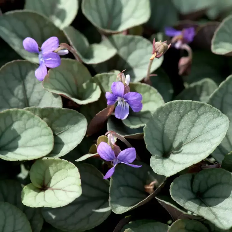 ‘Silver Gem’ Violet (Viola)