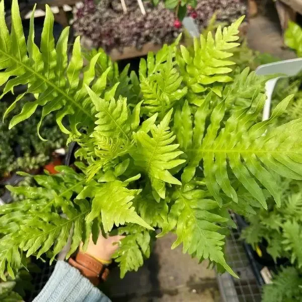 Silver Lady Dwarf Fern