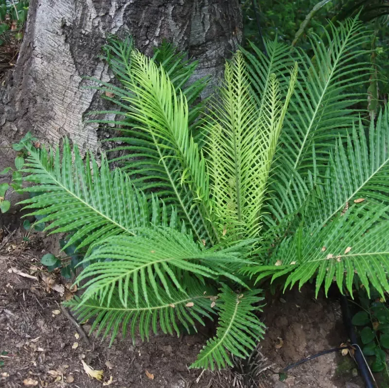 Silver Lady Fern