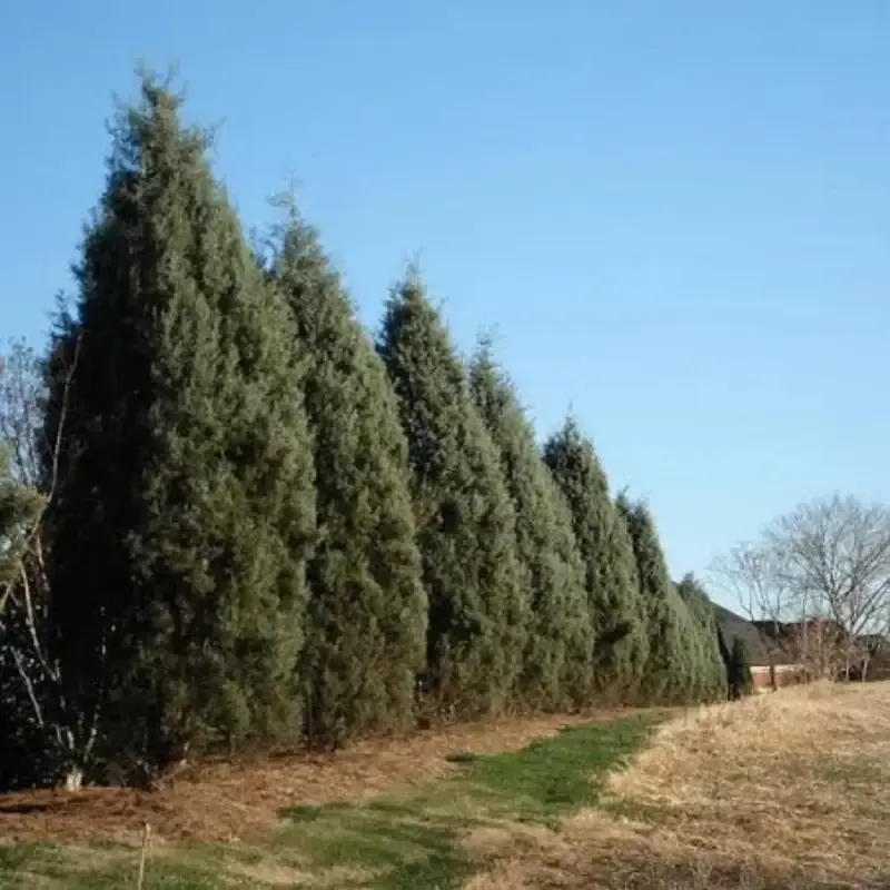 Silver Smoke Arizona Cypress Tree – (Christmas Tree)