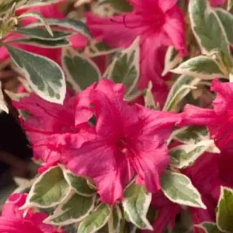 Silver Sword Variegated Azalea