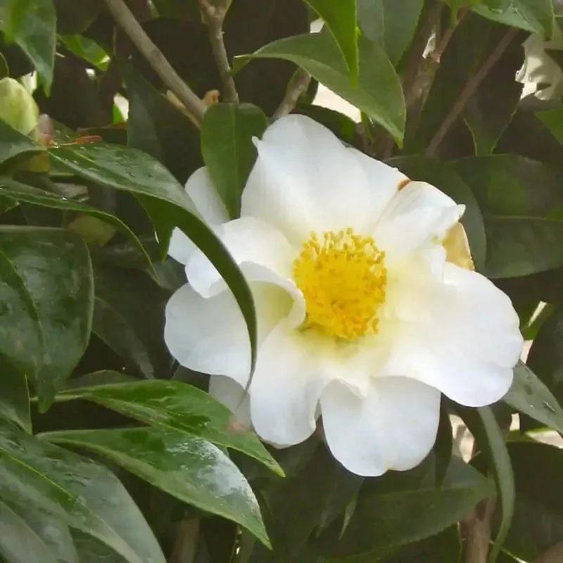 Silver Waves Camellia