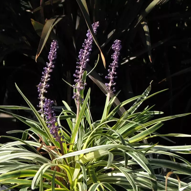 Silvery Sunproof Lilyturf
