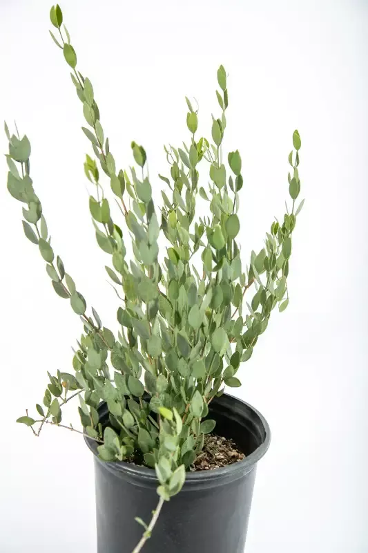 Simmondsia chinensis – Jojoba
