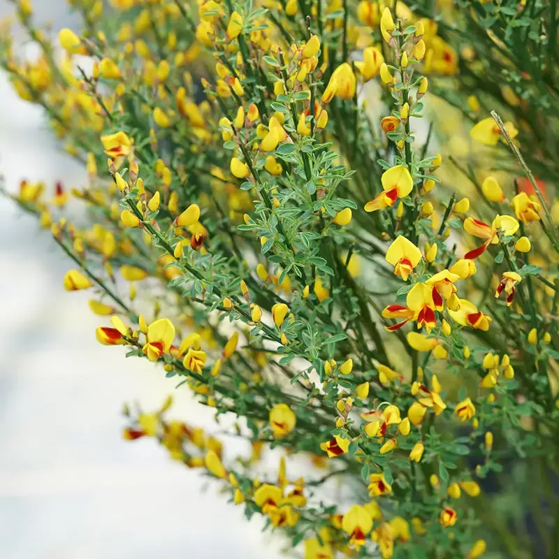 Sister Disco™ Scotch Broom (Cytisus)