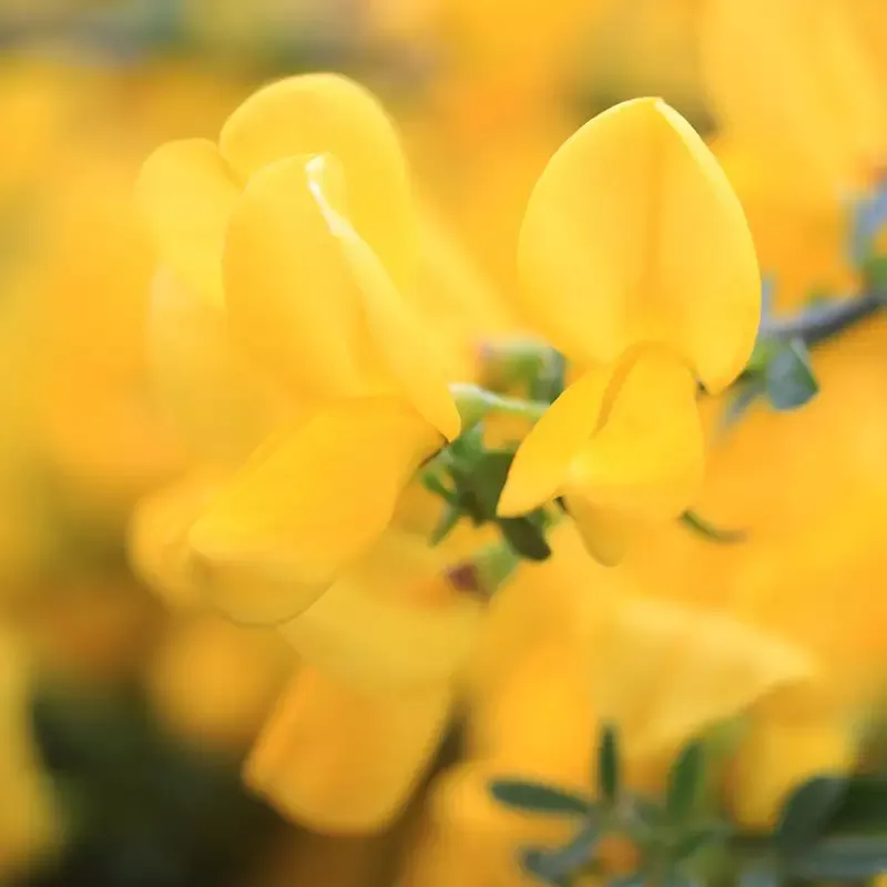 Sister Golden Hair™ Scotch Broom