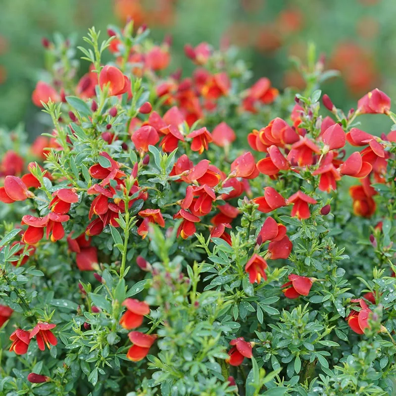 Sister Redhead™ Scotch Broom (Cytisus)