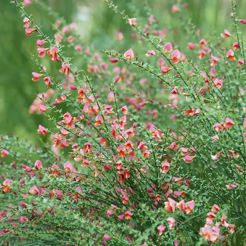 Sister Rosie™ Scotch Broom (Cytisus)