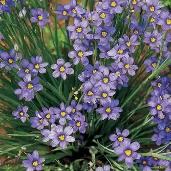 Sisyrinchium ‘Lucerne’ Blue Eyed Grass
