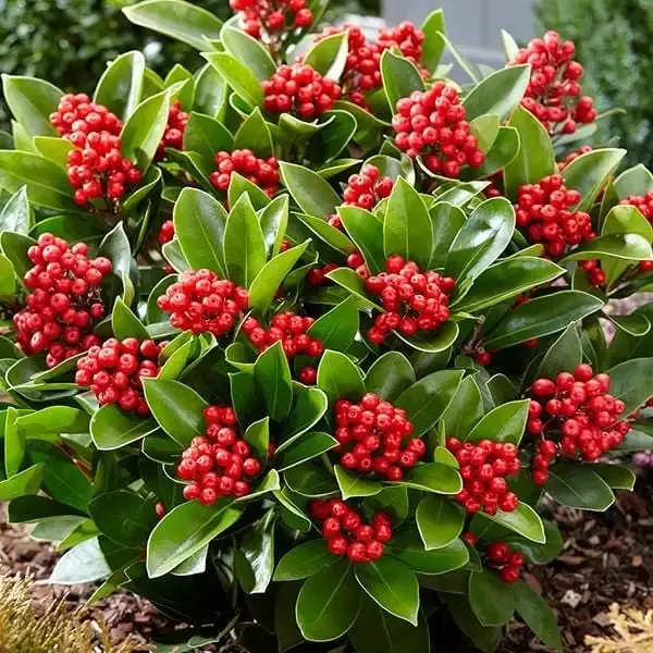 Skimmia Japanese