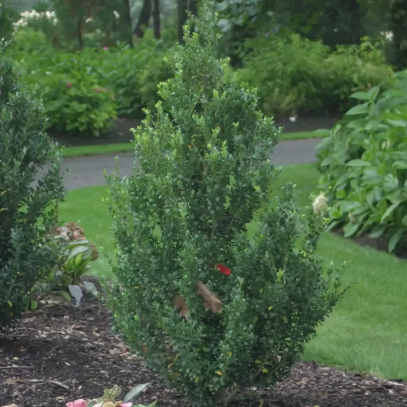 Sky Box™ Japanese Holly (Ilex)