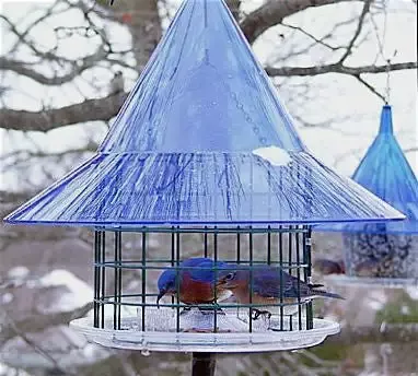 Sky Cafe Bluebird Feeder by Arundale