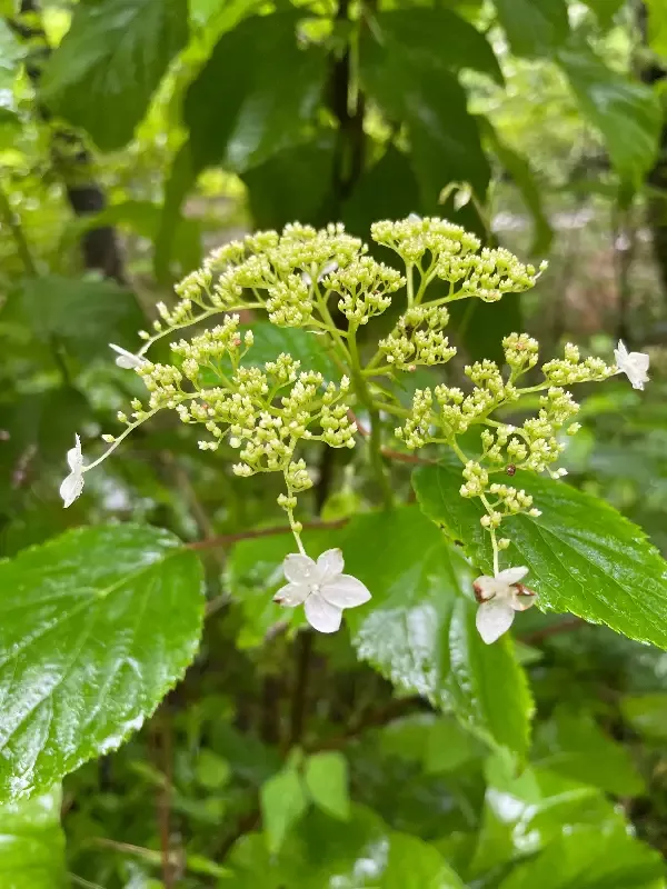 Smooth Hydrangea, Hydrangea arborescens